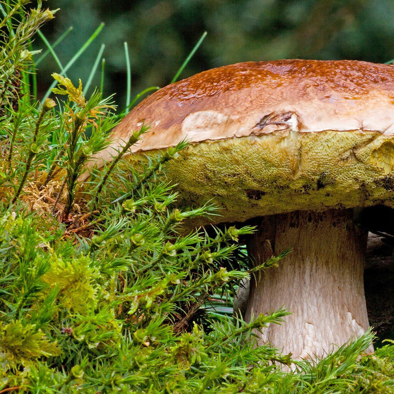 Old Bear Mushroom - Pilzmesser mit Holzgriff und Bürste aus Rosshaar – Detailansicht