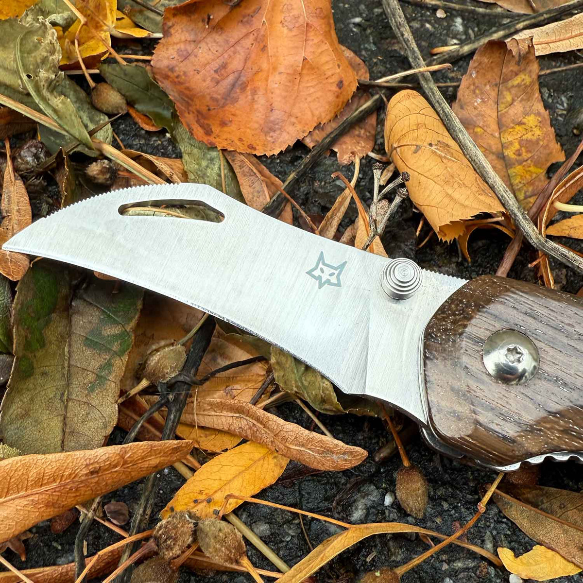Fox Knives Spora Eucaliptus Wood – Edles Pilzmesser mit Bürste & Holzgriff – Detailansicht