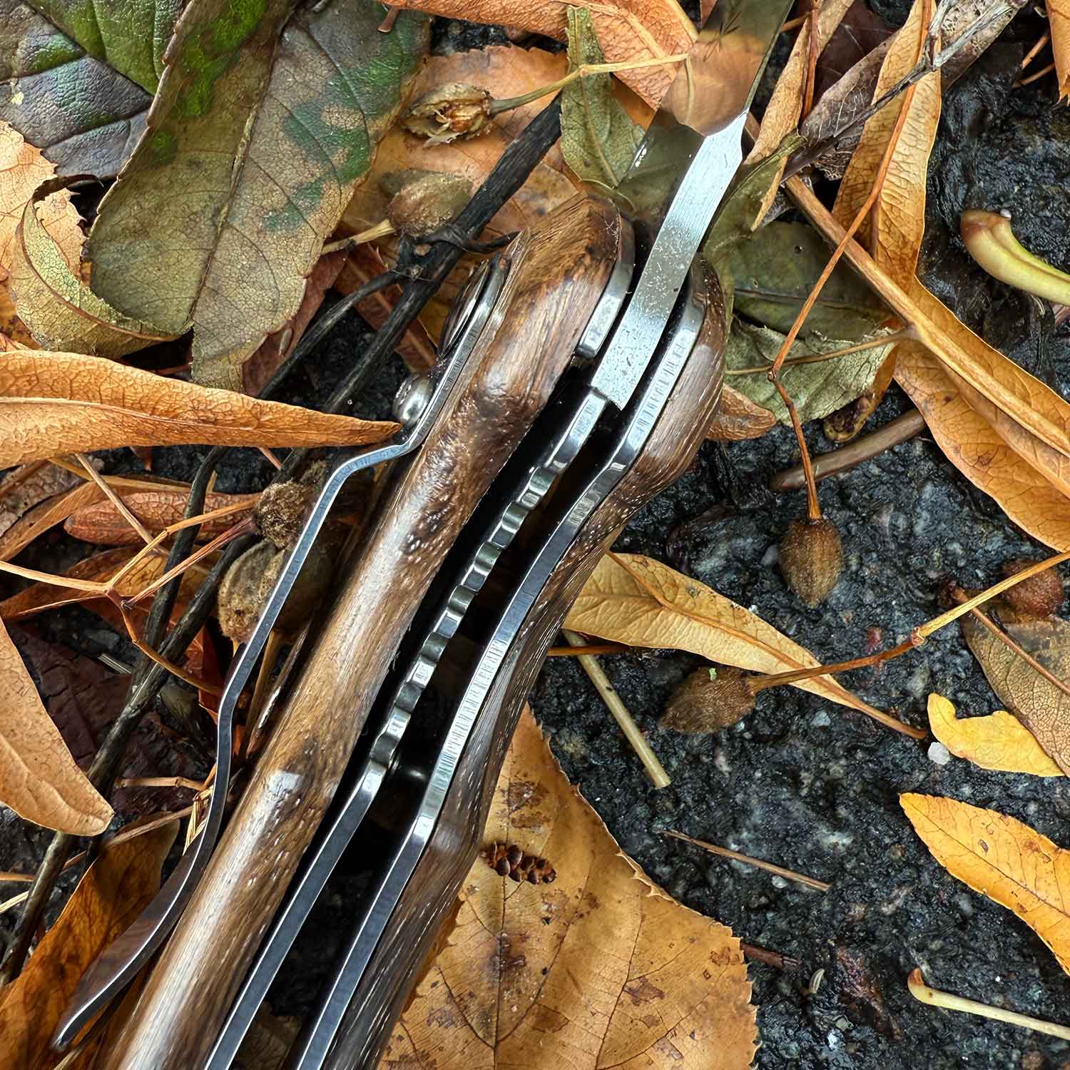 Fox Knives Spora Eucaliptus Wood – Edles Pilzmesser mit Bürste & Holzgriff – Detailansicht